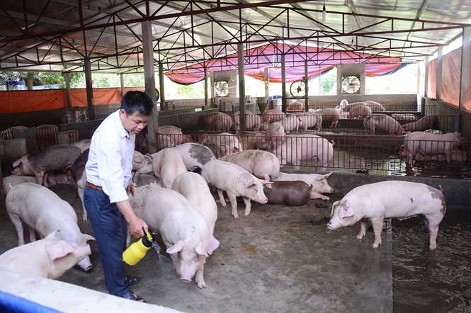che pham sinh hoc khu mui chuong trai 1 - Chế phẩm sinh học khử mùi chuồng trại đem lại lợi ích gì cho chăn nuôi?